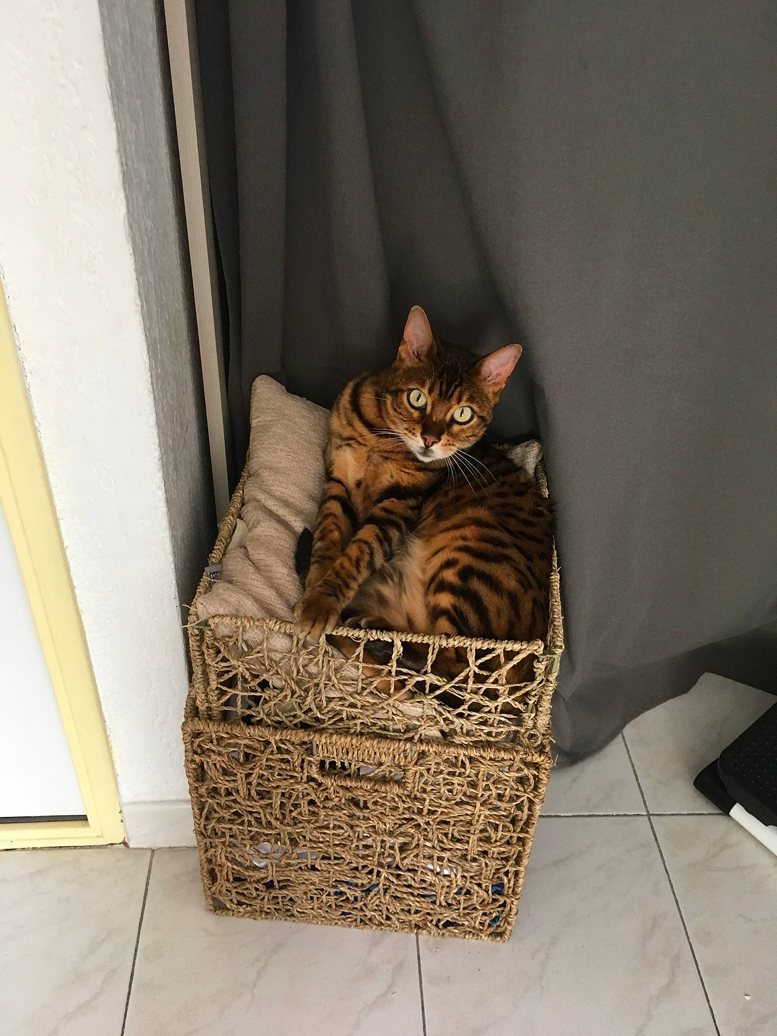Agathe a rejoint le concours — aidez-le/la à gagner de superbes lots ! basket, brown, carnivore, cat, cat_supply, comfort, curtain, domestic_short_haired_cat, door, fawn, felidae, flooring, fur, interior_design, pet_supply, room, small_to_medium_sized_cats, tail, whiskers, wood