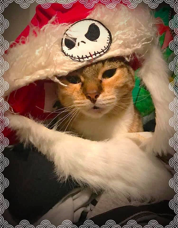 Athena is registered to the contest to win money with this photo: american_curl, asian, burmilla, carnivore, cat, felidae, fur, hat, headgear, photo_caption, scottish_fold, singapura, small_to_medium_sized_cats, whiskers