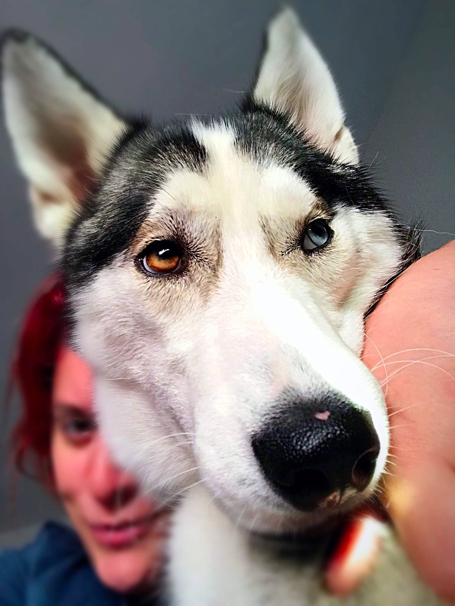 Persephone is registered to the contest to win money with this photo: alaskan_malamute, canadian_eskimo_dog, canidae, carnivore, dog, dog_breed, east_siberian_laika, mammal, miniature_siberian_husky, northern_inuit_dog, nose, saarloos_wolfdog, sakhalin_husky, seppala_siberian_sleddog, siberian_husky, sled_dog, snout, tamaskan_dog, vertebrate, wolfdog