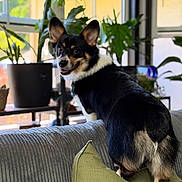Winston joined the competition — help win amazing prizes! dog, corgi, pet, indoor, couch, pillow, plant, window, smiling, fur, black_fur, white_fur, brown_fur, happy, looking_back, houseplant, natural_light, living_room, furniture, cozy