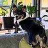 dog, corgi, pet, indoor, couch, pillow, plant, window, smiling, fur, black_fur, white_fur, brown_fur, happy, looking_back, houseplant, natural_light, living_room, furniture, cozy
