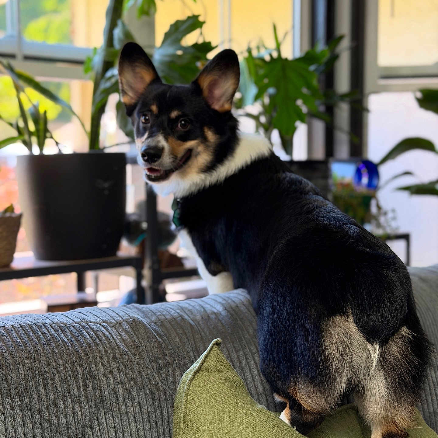 Winston joined the competition — help win amazing prizes! dog, corgi, pet, indoor, couch, pillow, plant, window, smiling, fur, black_fur, white_fur, brown_fur, happy, looking_back, houseplant, natural_light, living_room, furniture, cozy