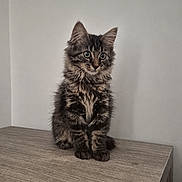 Varamyk participe au concours pour gagner de l'argent avec cette photo : cat, kitten, tabby, fluffy, fur, whiskers, ears, eyes, portrait, sitting, indoors, tabletop, wood, furniture, wall, minimalist, centered, pet, animal, photography