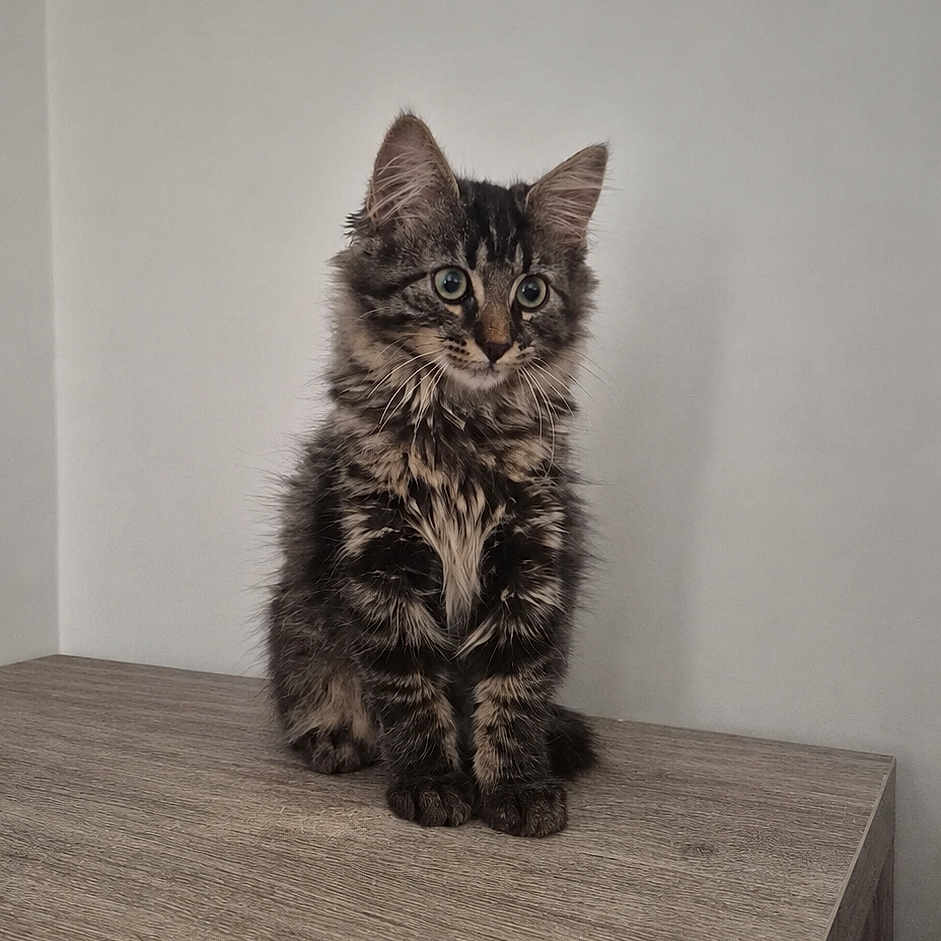 Varamyk participe au concours pour gagner de l'argent avec cette photo : cat, kitten, tabby, fluffy, fur, whiskers, ears, eyes, portrait, sitting, indoors, tabletop, wood, furniture, wall, minimalist, centered, pet, animal, photography