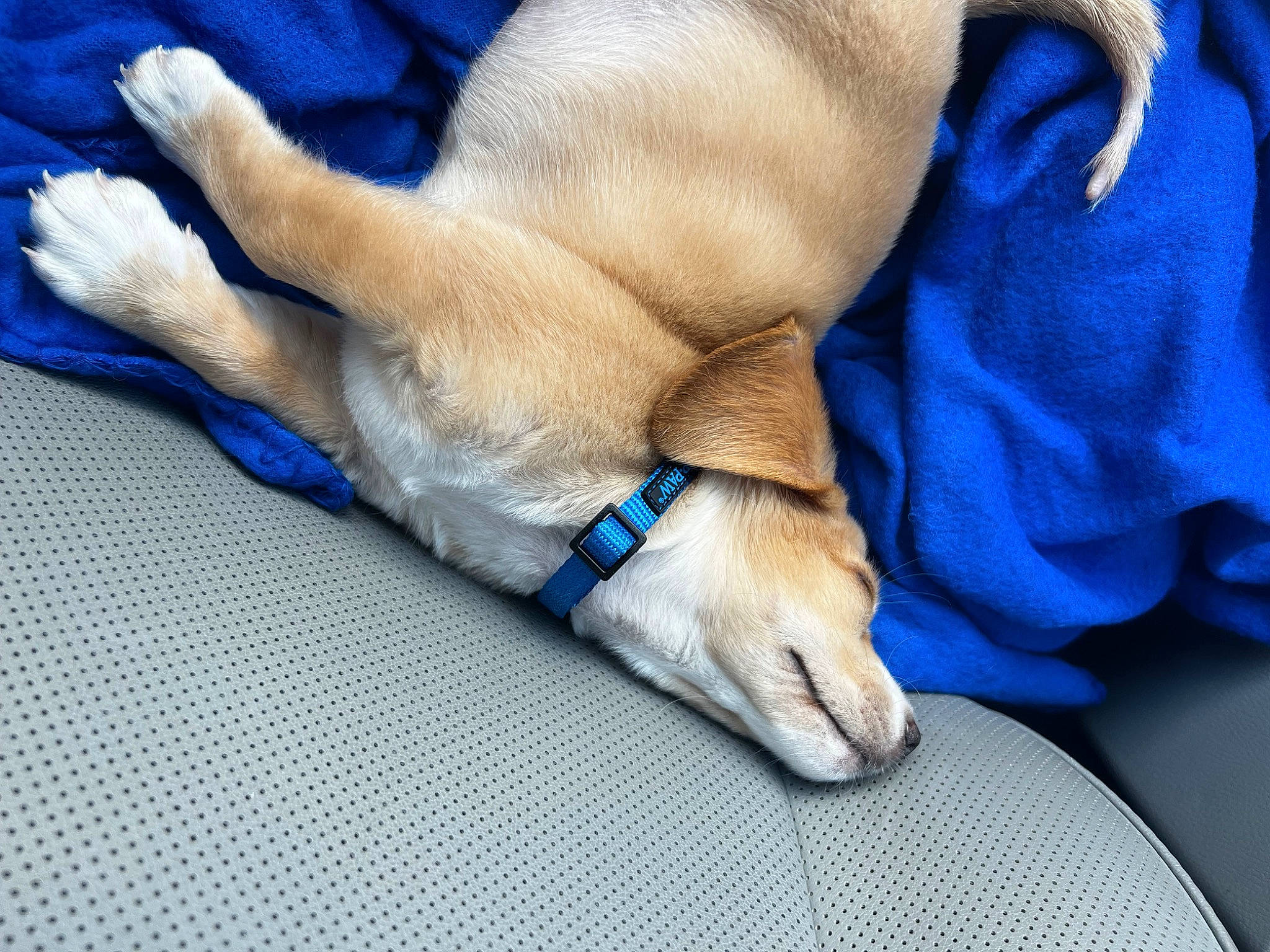 Buster is registered to the contest to win money with this photo: canidae, carnivore, comfort, companion_dog, dog, dog_breed, dog_supply, electric_blue, fawn, foot, fur, human_leg, linens, mammal, nap, paw, sleep, snout, sporting_group, working_animal