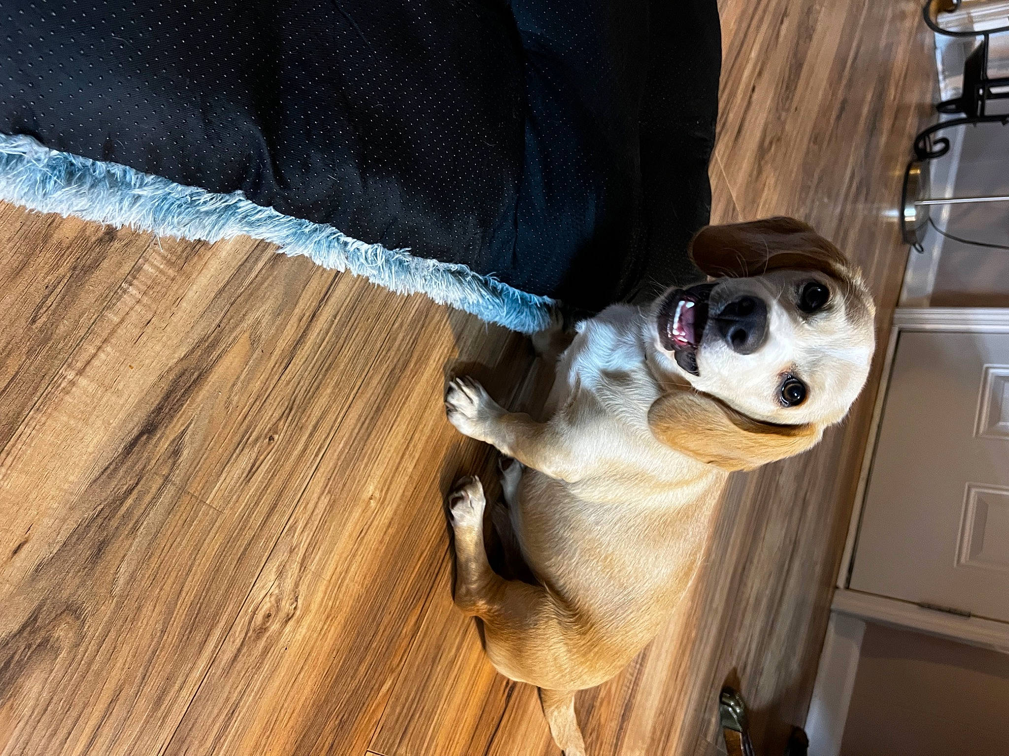 Buster is registered to the contest to win money with this photo: carnivore, collar, companion_dog, dog, dog_breed, dog_clothes, dog_collar, dog_supply, eyewear, fawn, flooring, goggles, hardwood, pet_supply, snout, sunglasses, toy_dog, vehicle_door, wood, working_animal