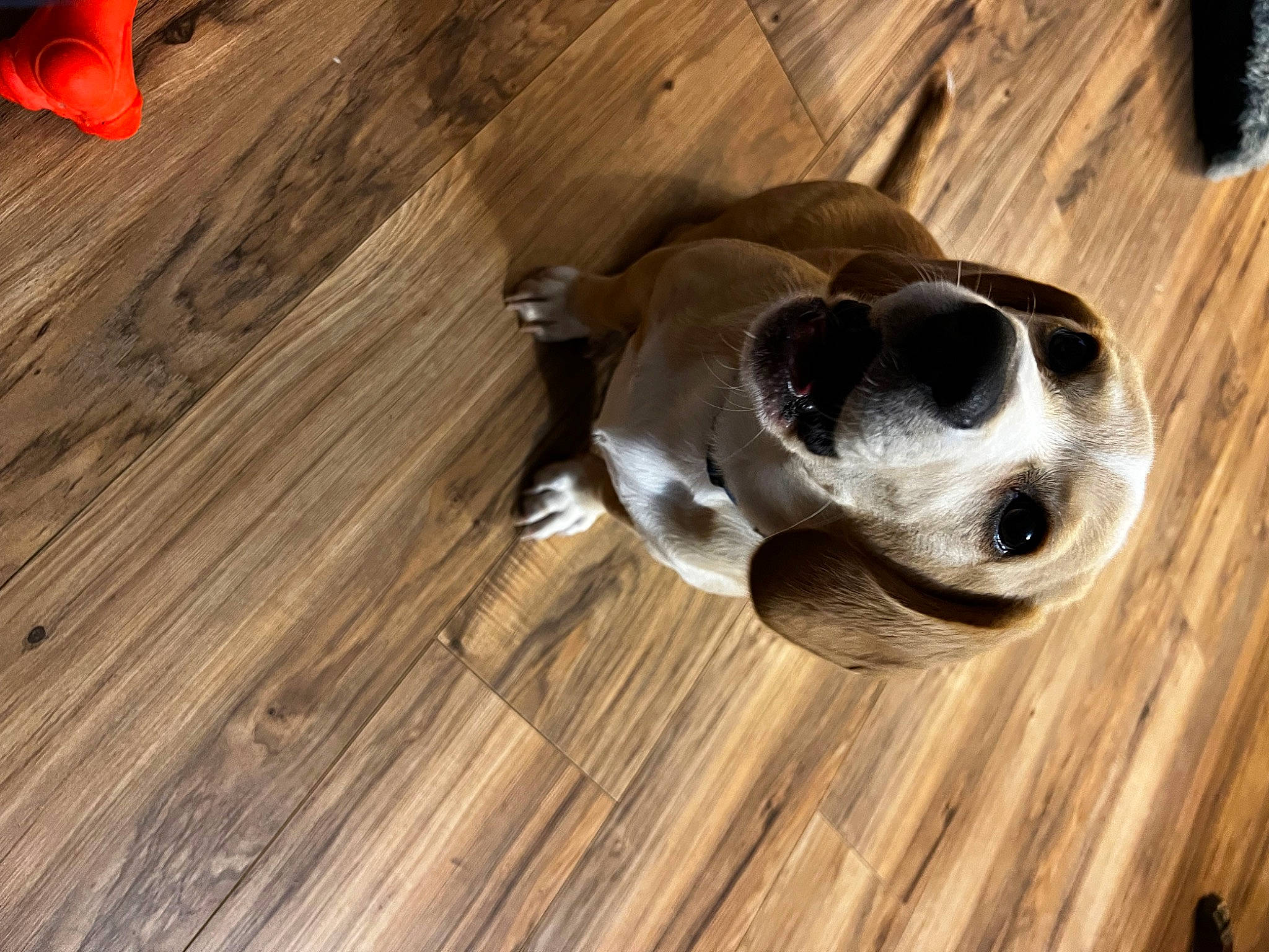 Buster is registered to the contest to win money with this photo: carnivore, collar, companion_dog, dog, dog_breed, fawn, flooring, hardwood, laminate_flooring, paw, pet_supply, plank, plywood, tail, varnish, whiskers, wood, wood_flooring, wood_stain, working_animal