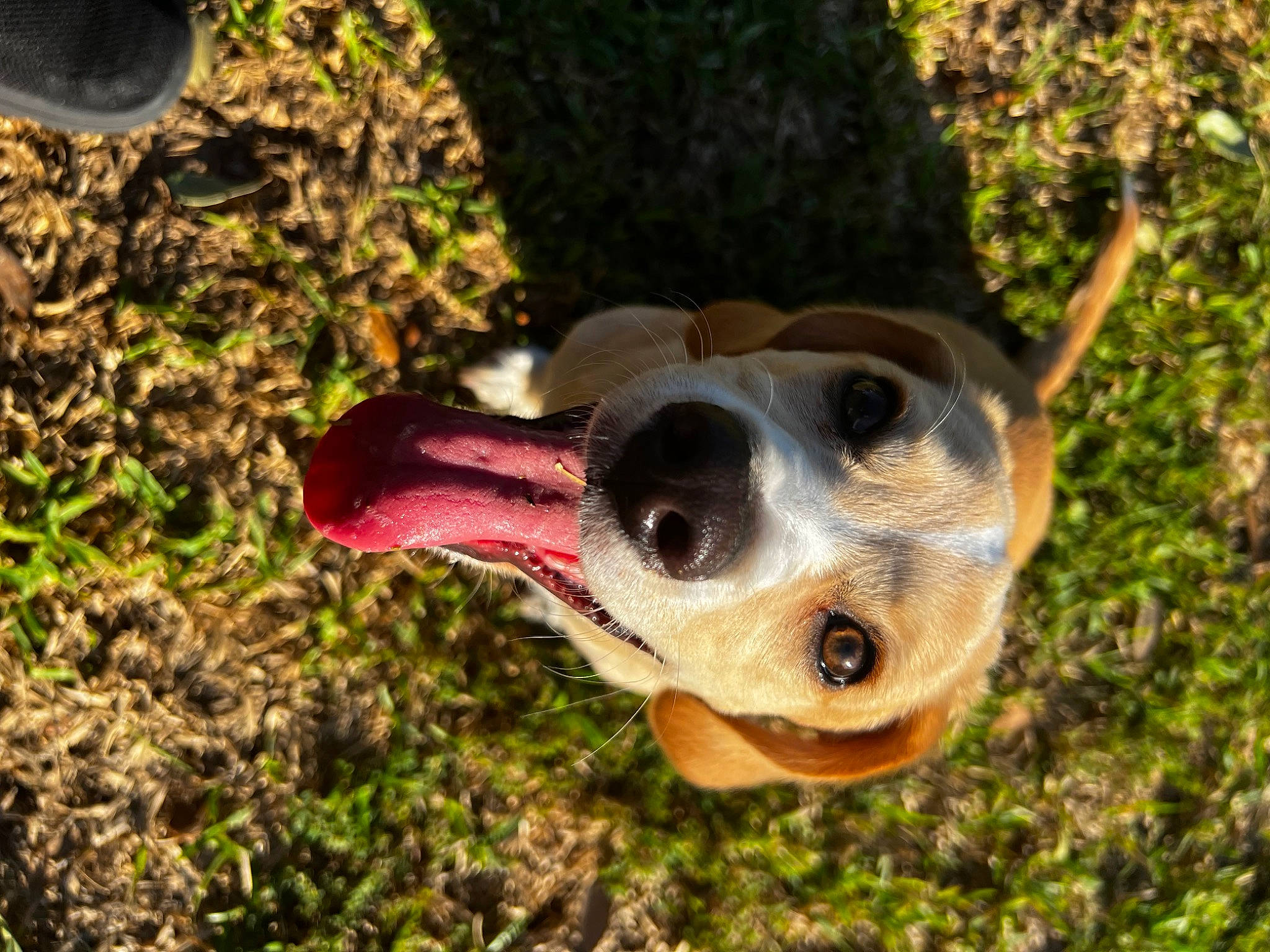 Buster joined the competition — help win amazing prizes! adventure, ball, canidae, carnivore, collar, companion_dog, dog, dog_breed, dog_collar, fawn, football, goggles, grass, plant, snout, soil, sporting_group, sunglasses, whiskers, working_animal