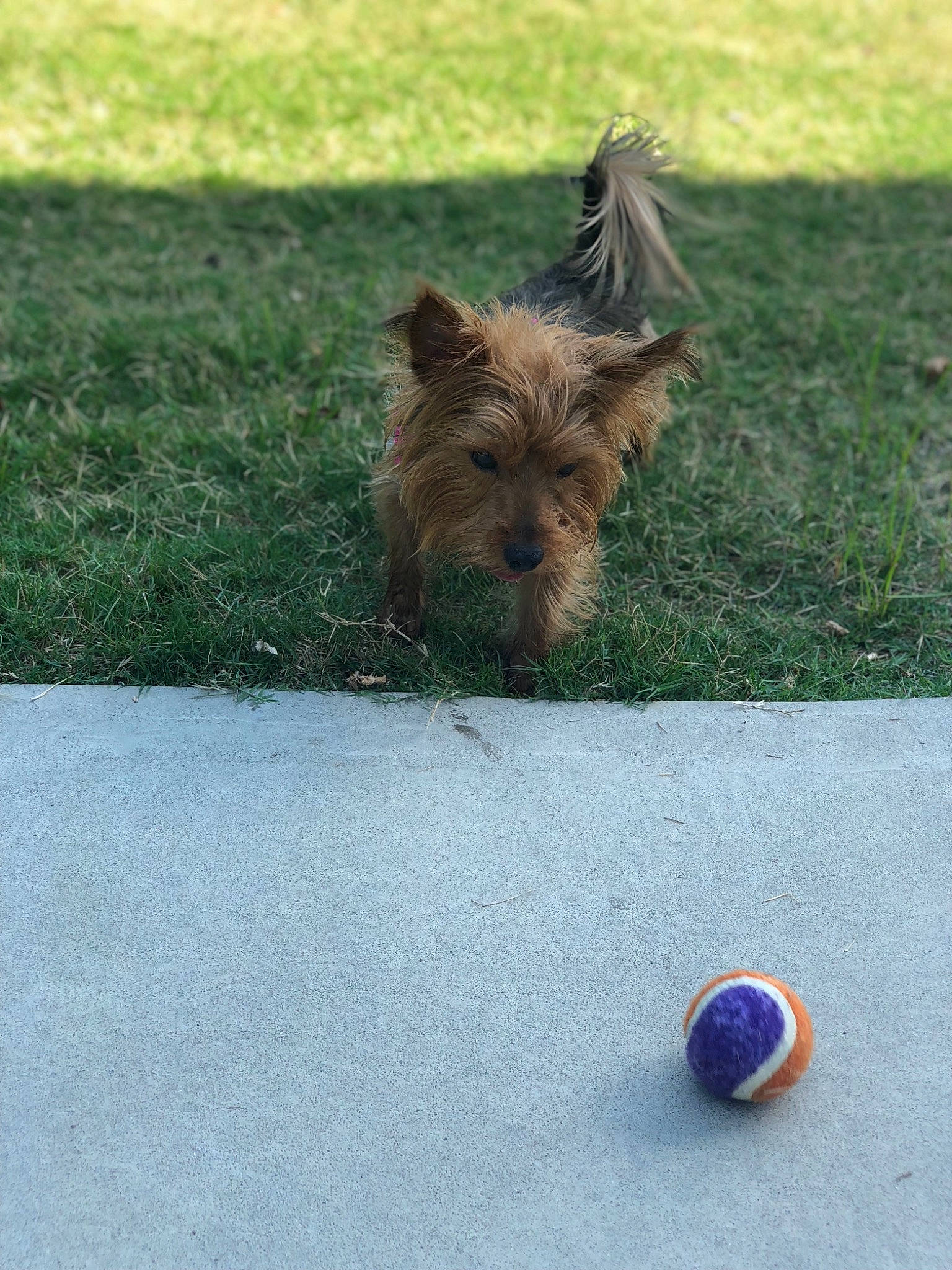 Kyra joined the competition — help win amazing prizes! australian_silky_terrier, australian_terrier, ball, cairn_terrier, canidae, carnivore, companion_dog, dog, dog_breed, mammal, morkie, norwich_terrier, puppy, rare_breed_dog, small_terrier, sporting_group, terrier, yorkshire_terrier