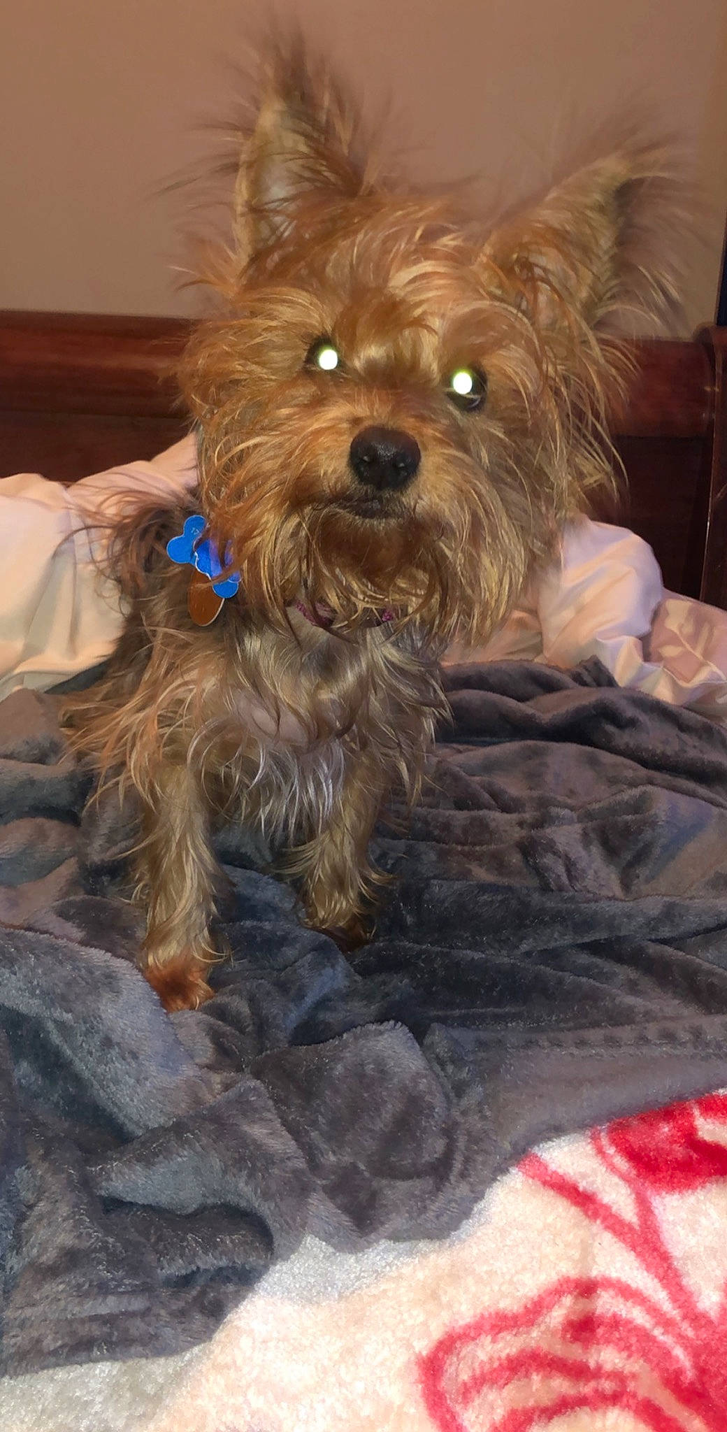 Kyra is registered to the contest to win money with this photo: australian_silky_terrier, australian_terrier, cairn_terrier, canidae, carnivore, companion_dog, dog, dog_breed, glen_of_imaal_terrier, mammal, norwich_terrier, rare_breed_dog, schnoodle, small_terrier, snout, terrier, toy_dog, vertebrate, yorkipoo, yorkshire_terrier