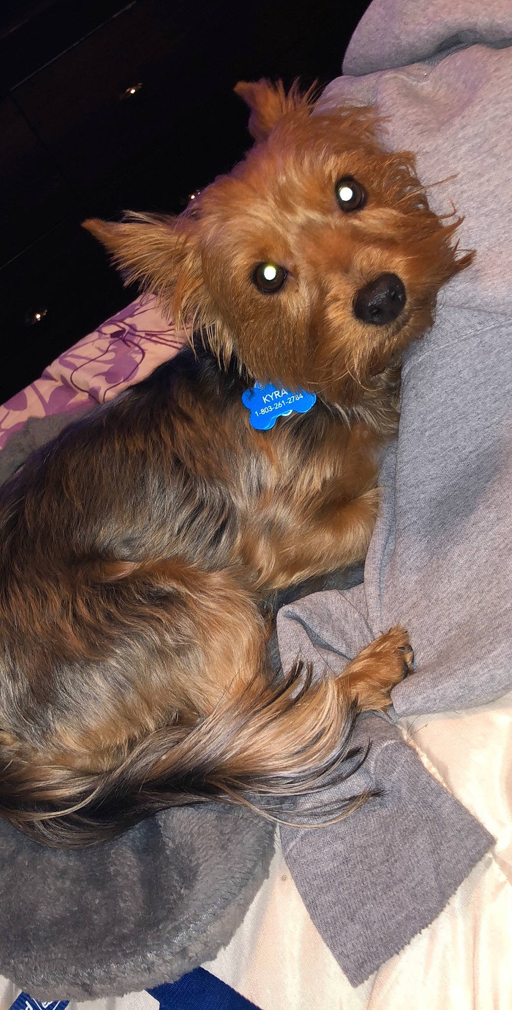 Kyra joined the competition — help win amazing prizes! australian_silky_terrier, australian_terrier, cairn_terrier, canidae, carnivore, companion_dog, dog, dog_breed, fur, norwich_terrier, puppy, rare_breed_dog, small_terrier, terrier, toy_dog, yorkipoo, yorkshire_terrier