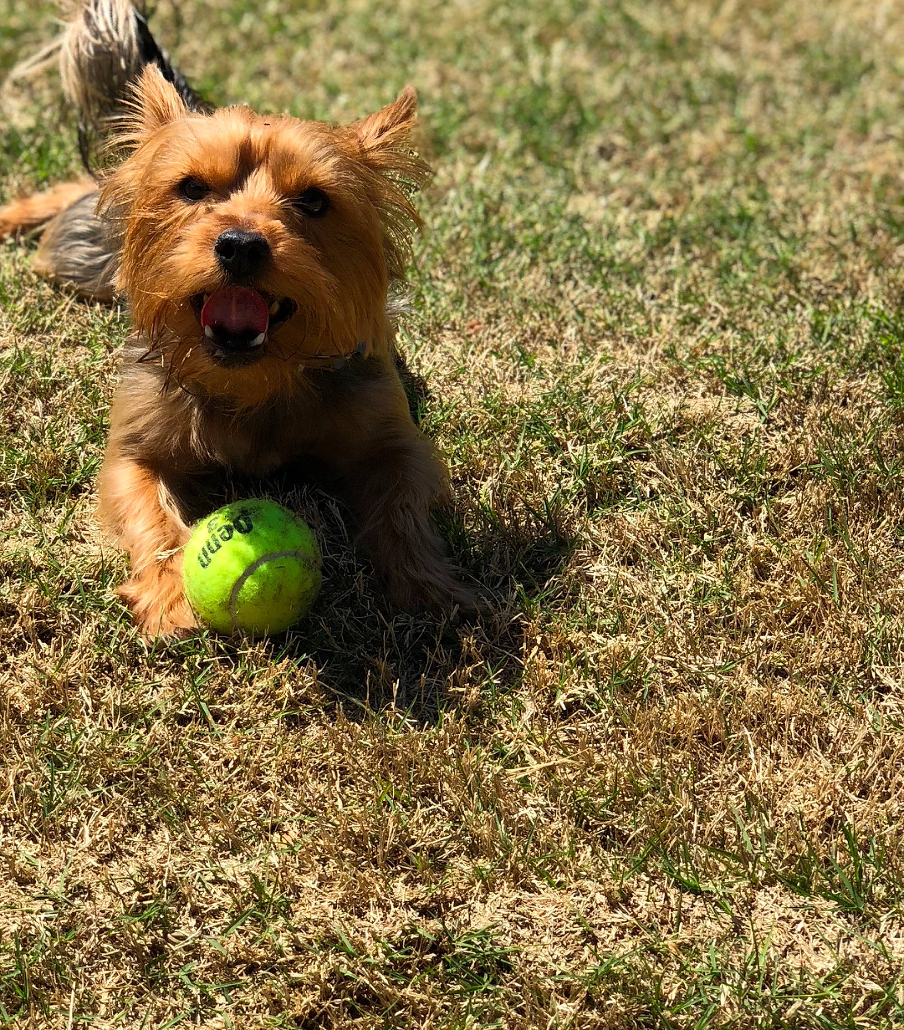 Kyra joined the competition — help win amazing prizes! australian_silky_terrier, australian_terrier, ball, cairn_terrier, canidae, carnivore, companion_dog, dog, dog_breed, grass, mammal, norfolk_terrier, norwich_terrier, rare_breed_dog, small_terrier, sporting_group, tennis_ball, terrier, vertebrate, yorkshire_terrier