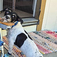Tobie is registered to the contest to win money with this photo: animal, black_and_white, blue_collar, canine, concrete, curious, dog, door, four_legs, furniture, house, leash, looking_back, mesh_screen, outdoor, paw_protection, pet, porch, rug, socks