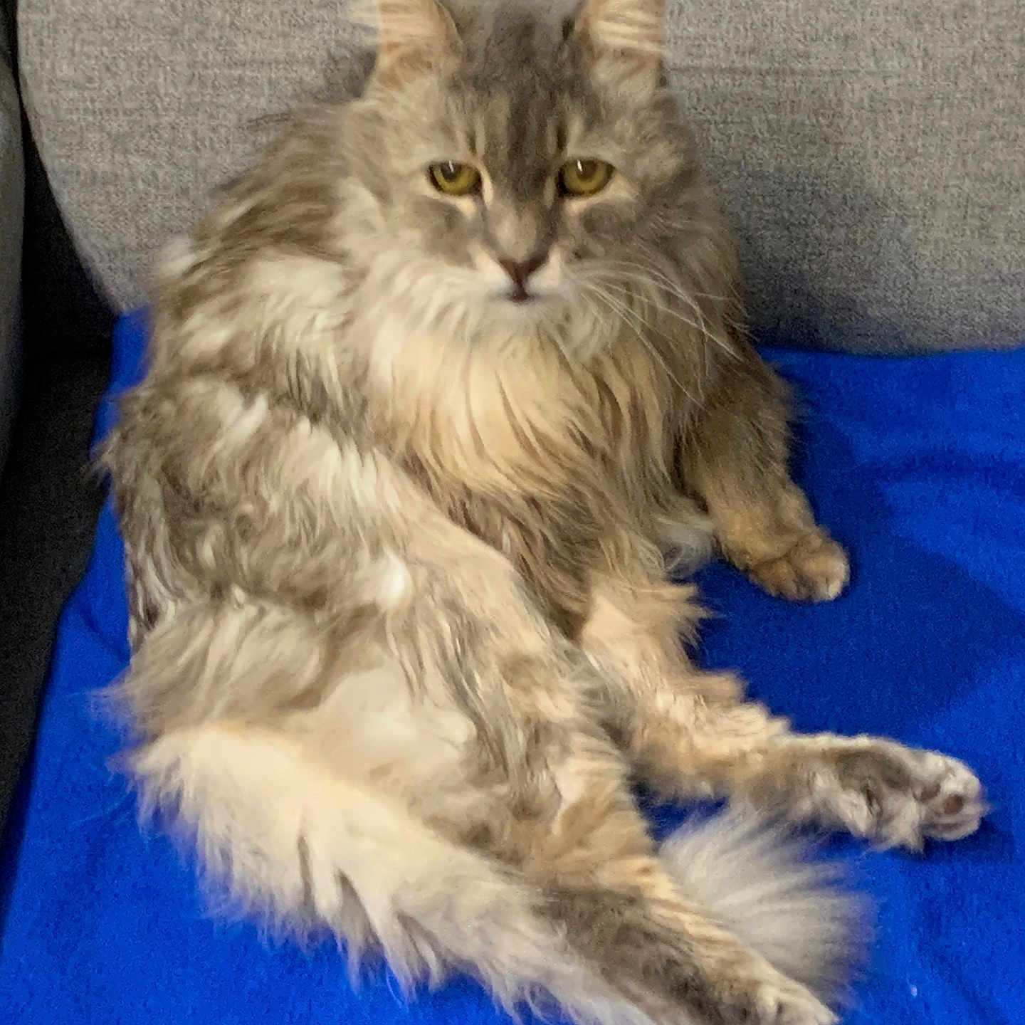 Mimi