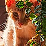 animal, branch, cat, close_up, curious, cute, eye, feline, green_leaves, leafy, nature, orange_cat, outdoor, pet, plant, portrait, soft_fur, sunlight, warm_light, whiskers