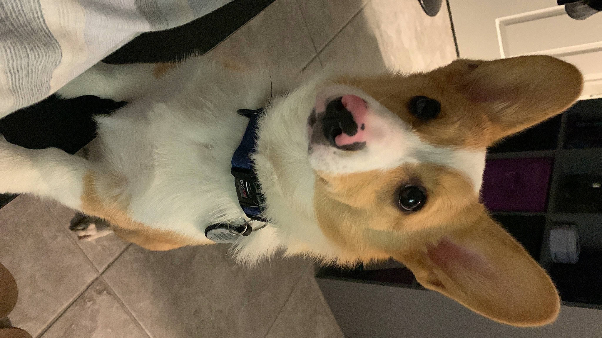 Hunter joined the competition — help win amazing prizes! canidae, carnivore, collar, comfort, companion_dog, dog, dog_breed, ear, eyelash, fang, fawn, felidae, fur, head, paw, small_to_medium_sized_cats, snout, sporting_group, whiskers, working_animal