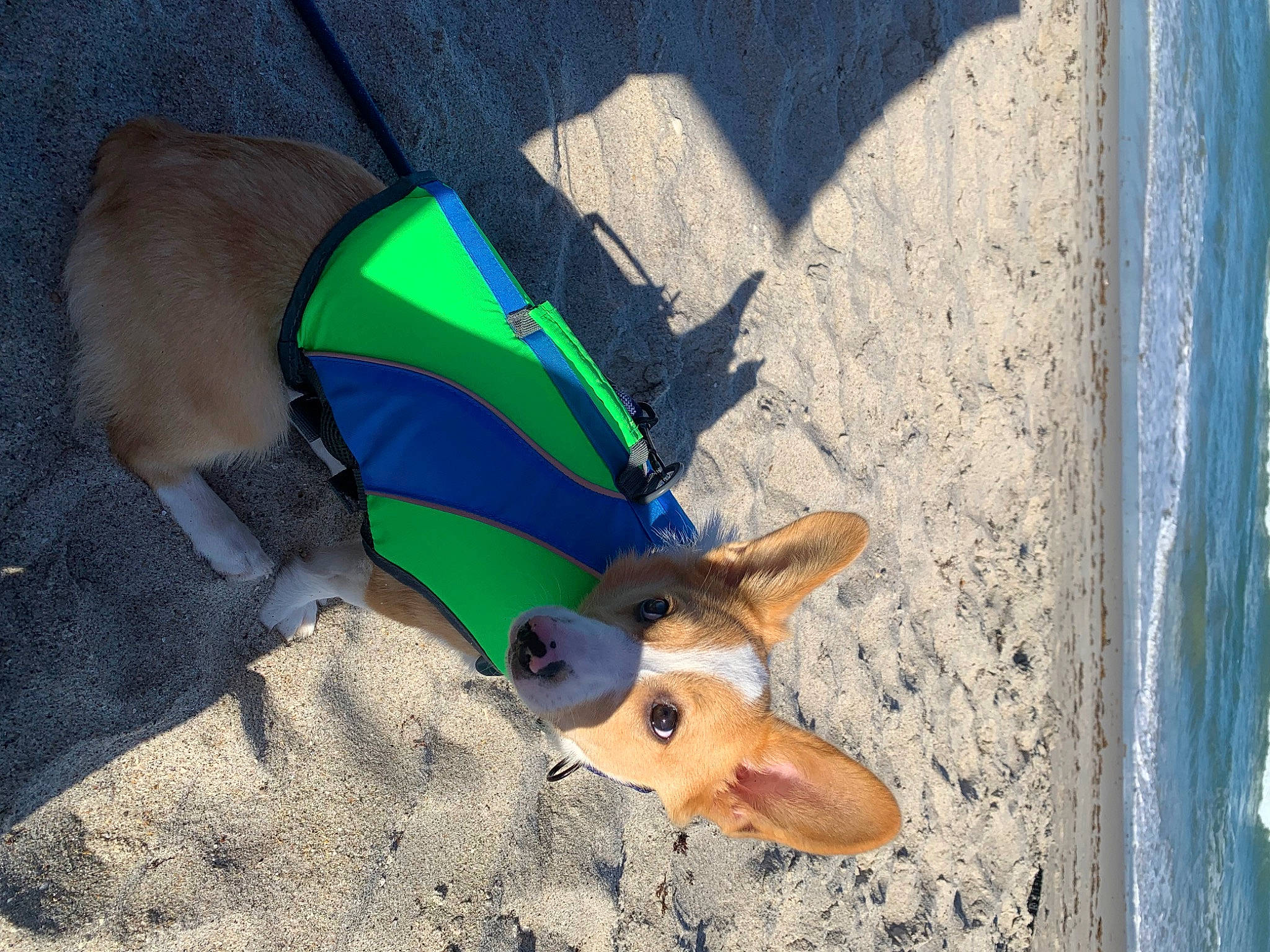 Hunter joined the competition — help win amazing prizes! blue, carnivore, companion_dog, dog, dog_breed, dog_clothes, electric_blue, fashion_accessory, fawn, foot, grass, human_leg, leisure, plastic, snout, sporting_group, tail, umbrella, wood, working_animal