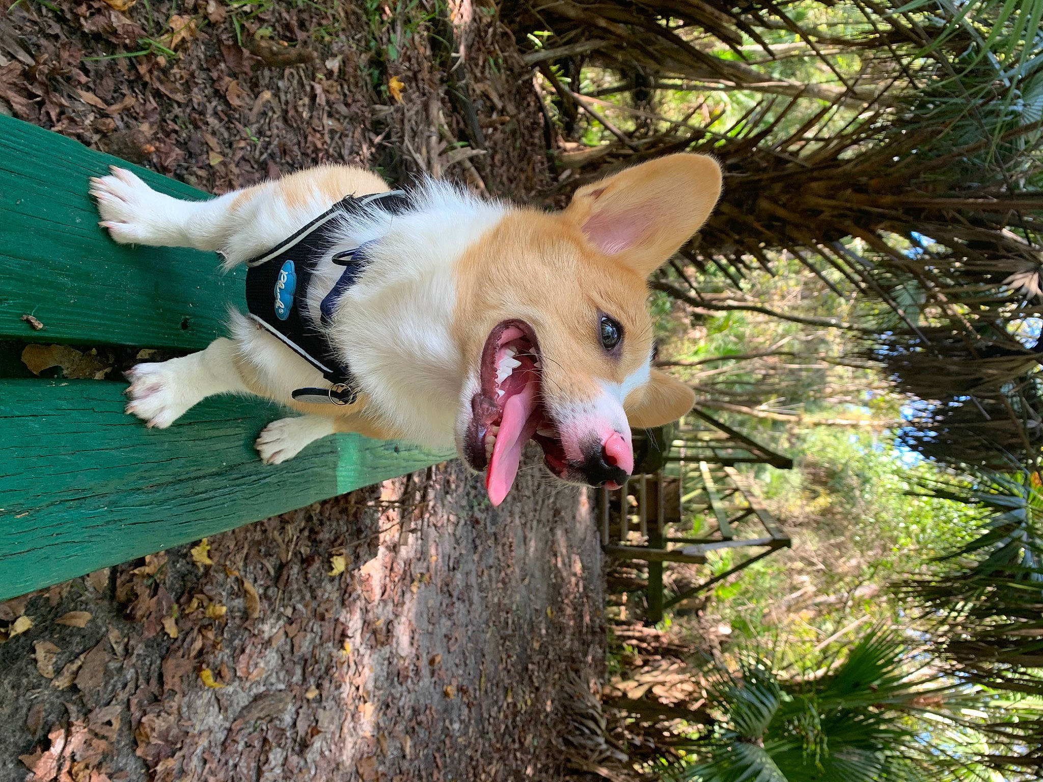 Hunter is registered to the contest to win money with this photo: carnivore, collar, companion_dog, dog, dog_breed, fang, fawn, felidae, fur, grass, herding_dog, plant, small_to_medium_sized_cats, snout, tail, tree, welsh_corgi, whiskers, wood, yawn