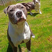 Paola participe au concours pour gagner de l'argent avec cette photo : dog, outdoor, grass, fence, pet, canine, sunlight, animal, playful, curious, brown_and_white, pitbull, border_collie, backyard, nature, daytime, mammal, alert, standing, closeup
