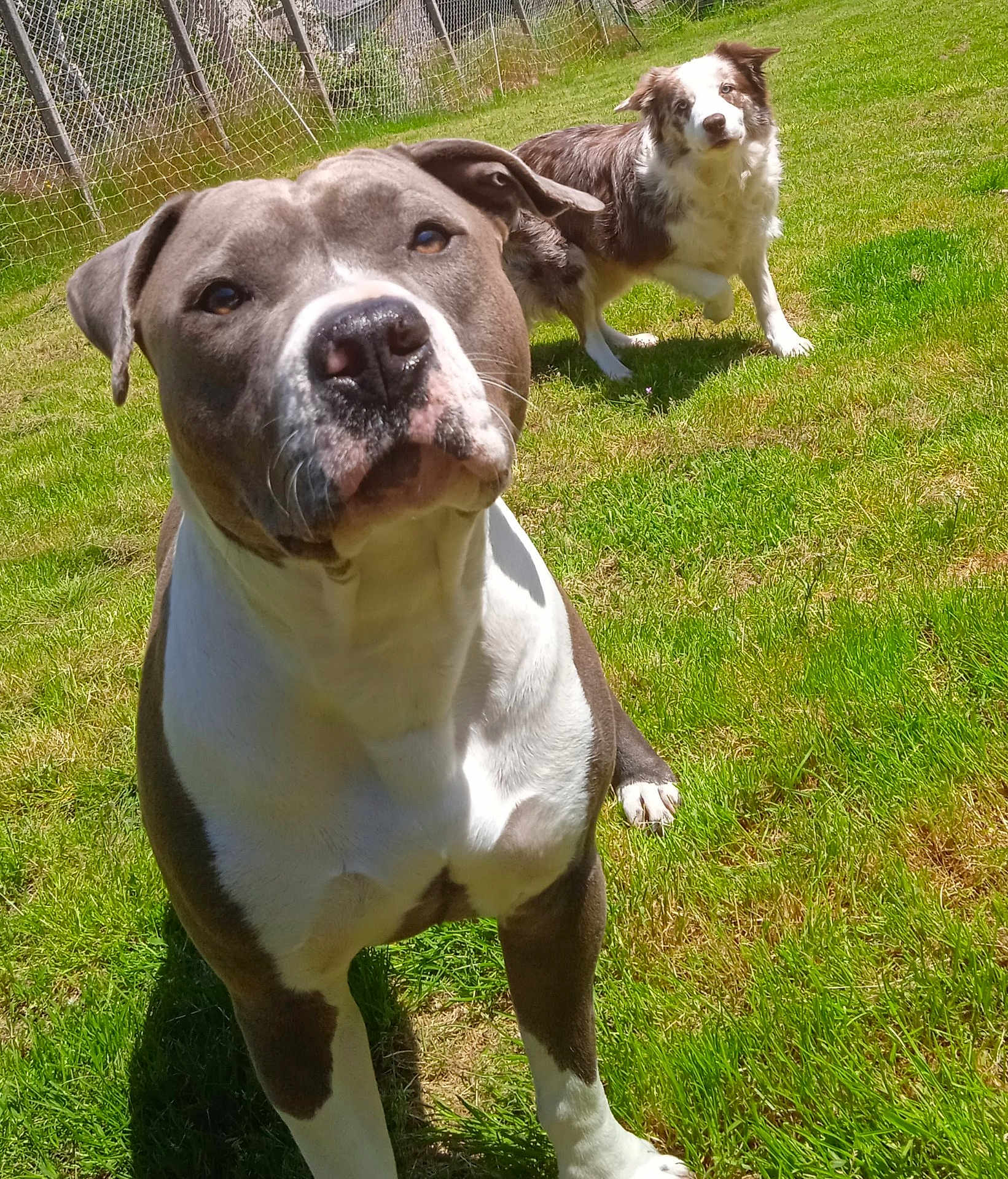 Paola participe au concours pour gagner de l'argent avec cette photo : dog, outdoor, grass, fence, pet, canine, sunlight, animal, playful, curious, brown_and_white, pitbull, border_collie, backyard, nature, daytime, mammal, alert, standing, closeup