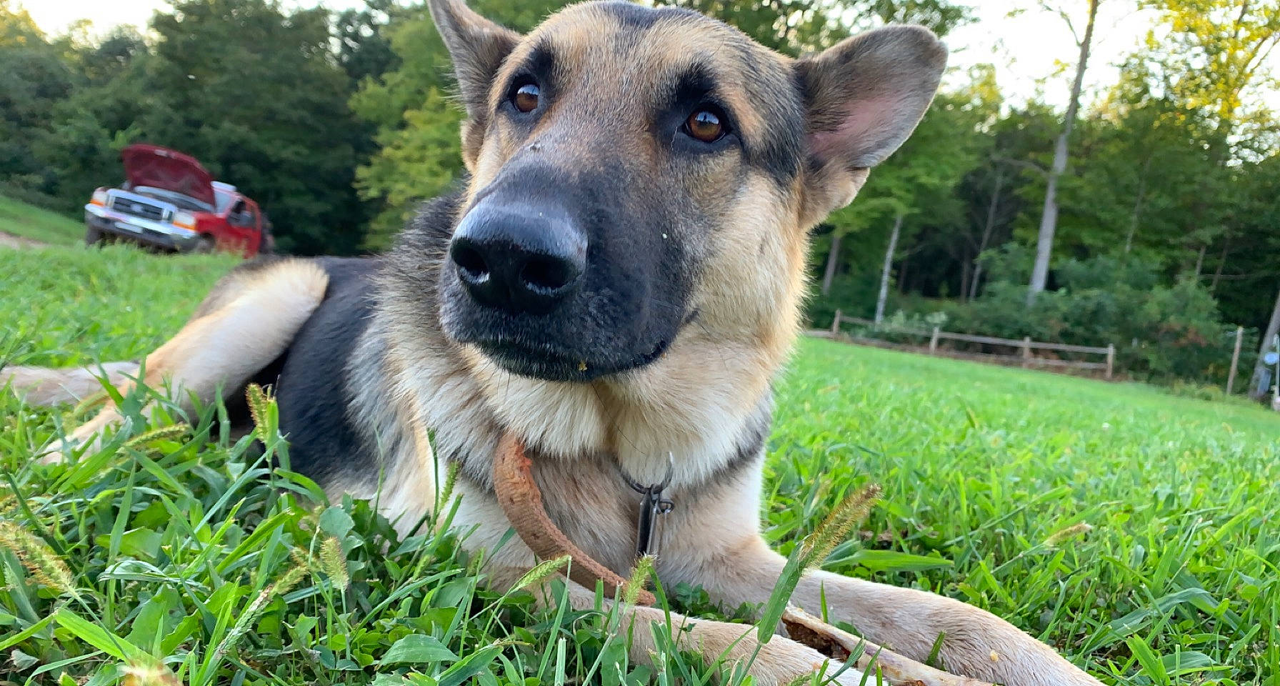 Bolt is registered to the contest to win money with this photo: carnivore, collar, companion_dog, dog, dog_breed, east_european_shepherd, fawn, fur, german_shepherd_dog, grass, guard_dog, herding_dog, lawn, plant, snout, terrestrial_animal, tree, vehicle, whiskers, working_animal