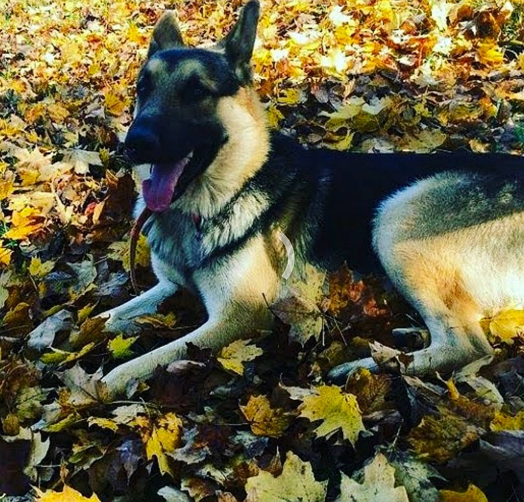 Bolt is registered to the contest to win money with this photo: canidae, canis, carnivore, companion_dog, dog, dog_breed, dog_hiking, dog_supply, east_european_shepherd, fawn, fur, german_shepherd_dog, herding_dog, king_shepherd, leaf, plant, snout, sporting_group, wildlife, working_dog