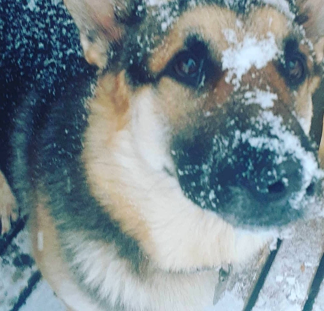 Bolt is registered to the contest to win money with this photo: ancient_dog_breeds, art, canidae, carnivore, companion_dog, dog, dog_breed, fawn, freezing, fur, guard_dog, pet_supply, snout, snow, sporting_group, terrestrial_animal, whiskers, wildlife, winter, working_dog