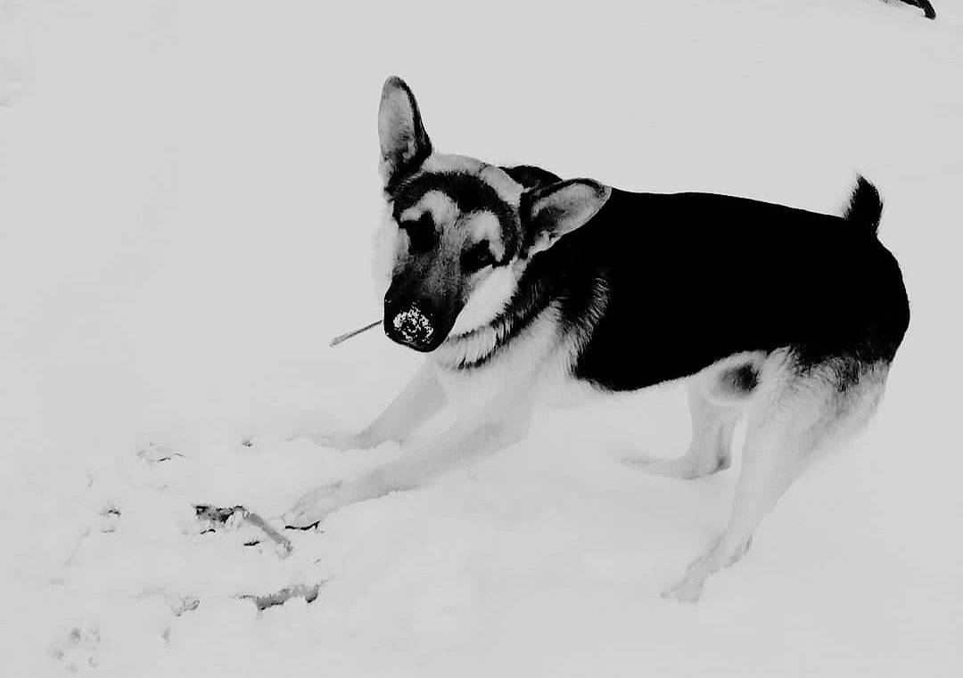 Bolt joined the competition — help win amazing prizes! art, canidae, carnivore, companion_dog, dog, dog_breed, dog_supply, east_european_shepherd, guard_dog, herding_dog, monochrome, monochrome_photography, paw, pet_supply, snout, snow, sporting_group, tail, working_animal, working_dog