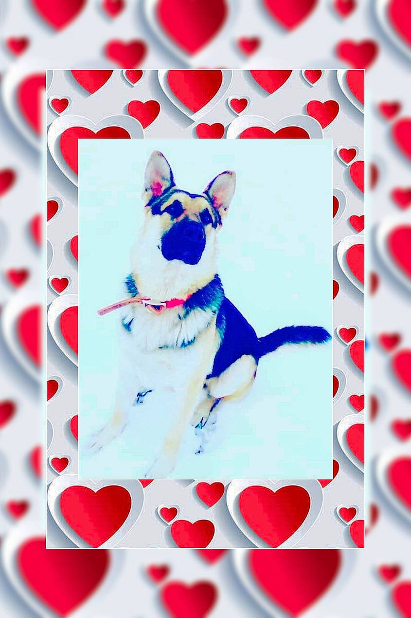 Bolt is registered to the contest to win money with this photo: art, carnivore, companion_dog, creative_arts, design, dog, dog_breed, dog_supply, electric_blue, fawn, fictional_character, font, greeting_card, illustration, mammal, pattern, pink, poster, rectangle, red