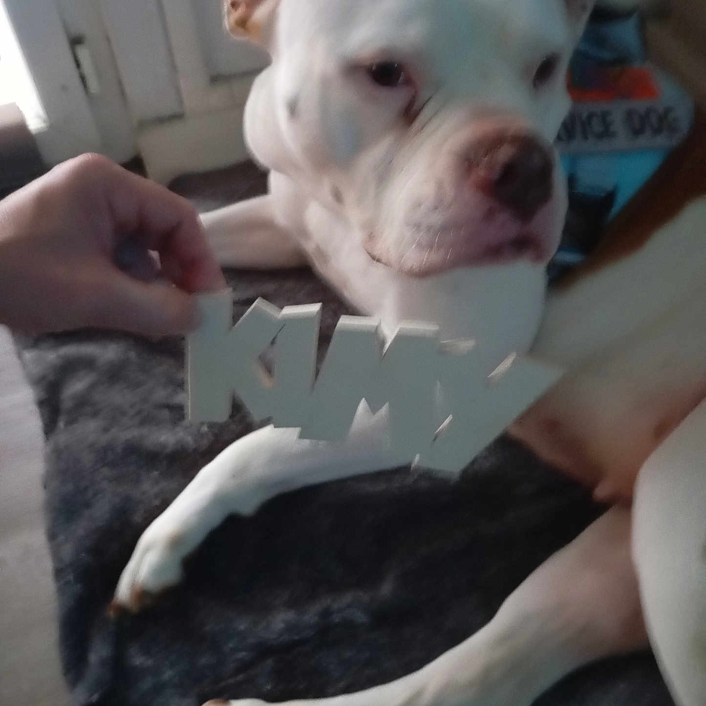 Kimy participe au concours pour gagner de l'argent avec cette photo : animal, blanket, brown_ear, canine, carpet, dog, door, floor, fur, hand, home, indoor, lying_down, muzzle, paw, pet, relaxed, resting, sign, white_dog