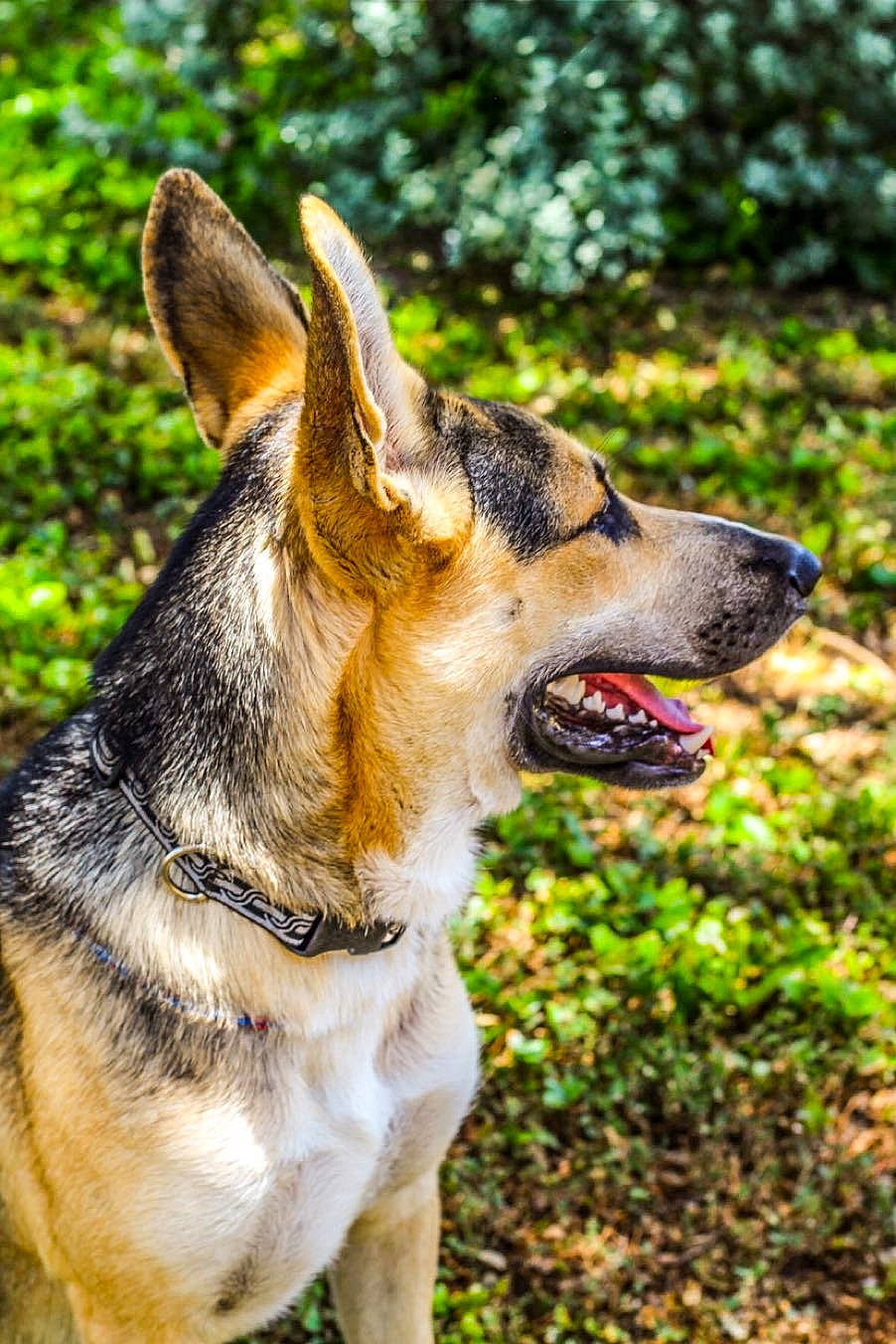 Maui joined the competition — help win amazing prizes! canidae, carnivore, collar, dog, dog_breed, dog_collar, dog_supply, east_european_shepherd, fawn, groundcover, herding_dog, hunting_dog, leash, pet_supply, snout, sporting_group, working_animal, working_dog