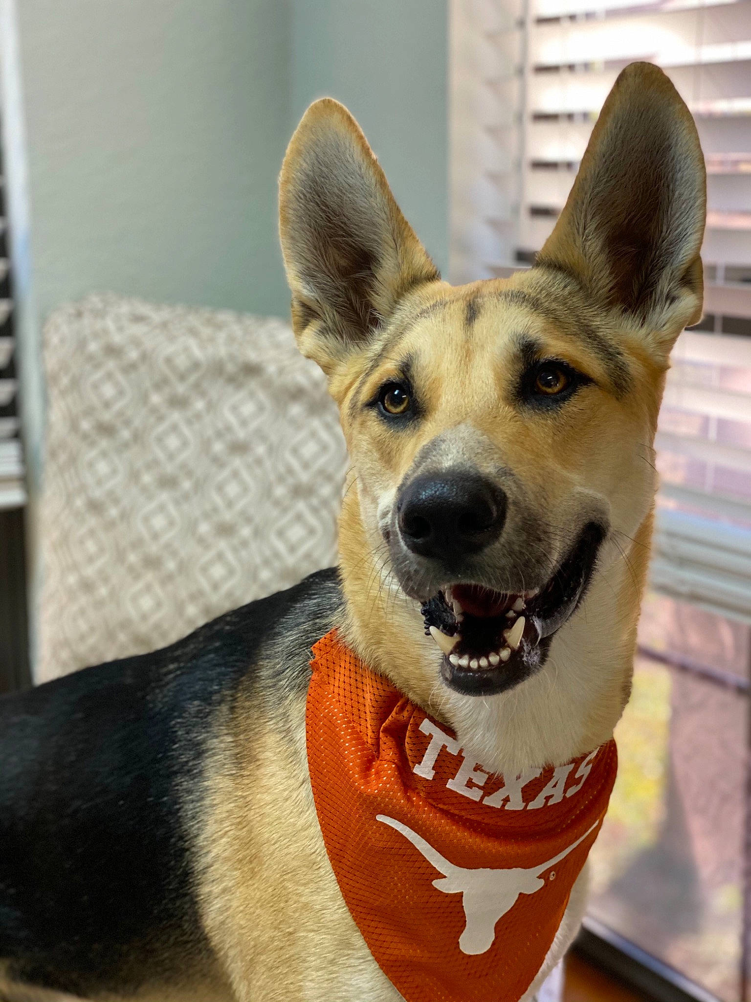 Maui is registered to the contest to win money with this photo: ancient_dog_breeds, canidae, carnivore, collar, dog, dog_breed, dog_clothes, dog_collar, dog_supply, fawn, guard_dog, herding_dog, hunting_dog, pet_supply, police_dog, snout, tongue, whiskers, working_animal, working_dog