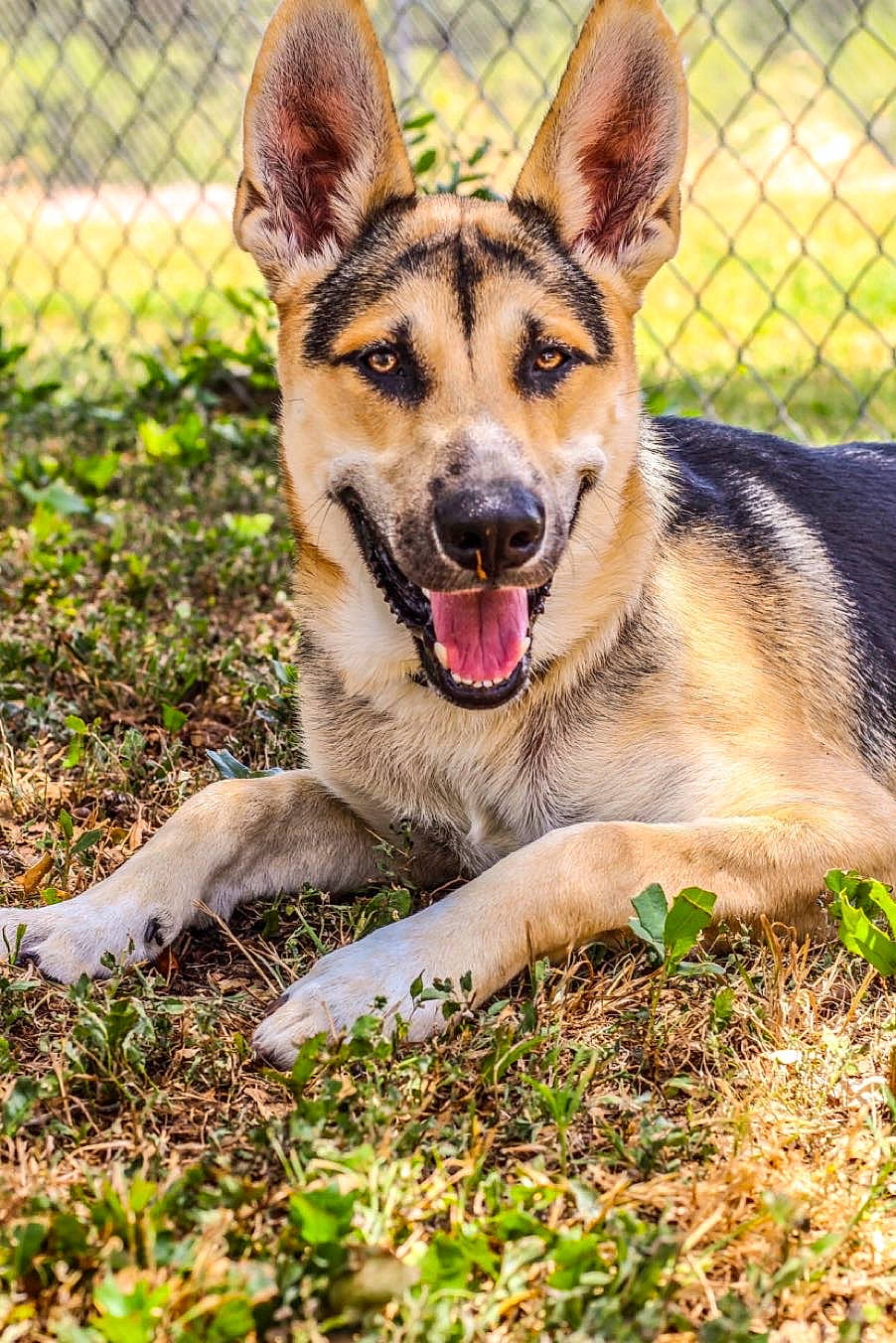 Maui joined the competition — help win amazing prizes! canidae, canis, carnivore, chain_link_fencing, collar, dog, dog_breed, east_european_shepherd, fawn, german_shepherd_dog, guard_dog, herding_dog, jaw, king_shepherd, mesh, police_dog, snout, sporting_group, vertebrate, wire_fencing