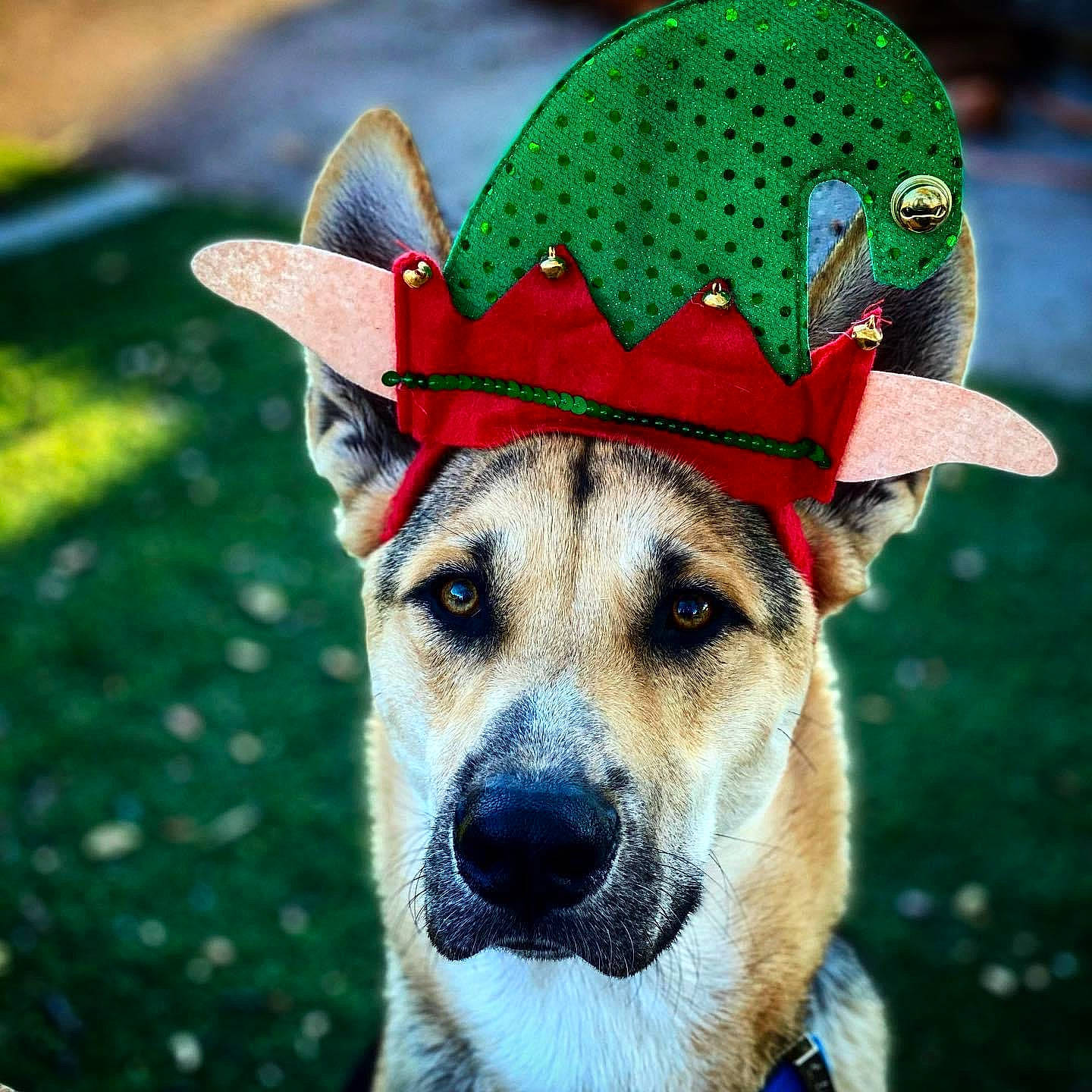 Maui joined the competition — help win amazing prizes! adaptation, canidae, carnivore, collar, colorfulness, costume_hat, dog, dog_breed, dog_collar, dog_supply, green, headgear, hunting_dog, leash, pet_supply, snout, sporting_group, vertebrate, whiskers, working_animal
