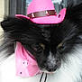 dog, black_and_white, pink_hat, pink_bandana, pet, fluffy, cowboy_hat, closeup, outdoor, animal, fur, cute, portrait, accessory, face, whiskers, nose, ears, domestic_animal, canine