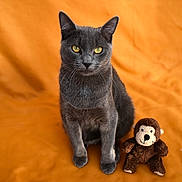 Bisounous a rejoint le concours — aidez-le/la à gagner de superbes lots ! cat, gray_cat, yellow_eyes, plush_toy, monkey_toy, orange_background, fabric, pet, animal, sitting, indoor, feline, cute, soft_toy, toy, looking_at_camera, domestic_cat, portrait, furry, whiskers