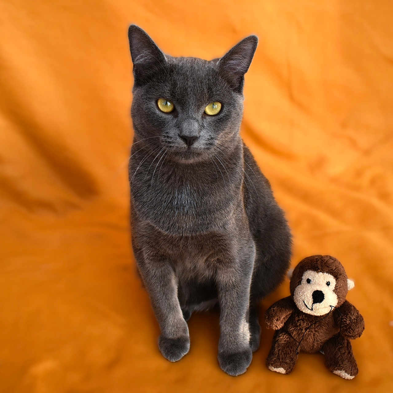 Bisounous a rejoint le concours — aidez-le/la à gagner de superbes lots ! animal, cat, cute, domestic_cat, fabric, feline, furry, gray_cat, indoor, looking_at_camera, monkey_toy, orange_background, pet, plush_toy, portrait, sitting, soft_toy, toy, whiskers, yellow_eyes