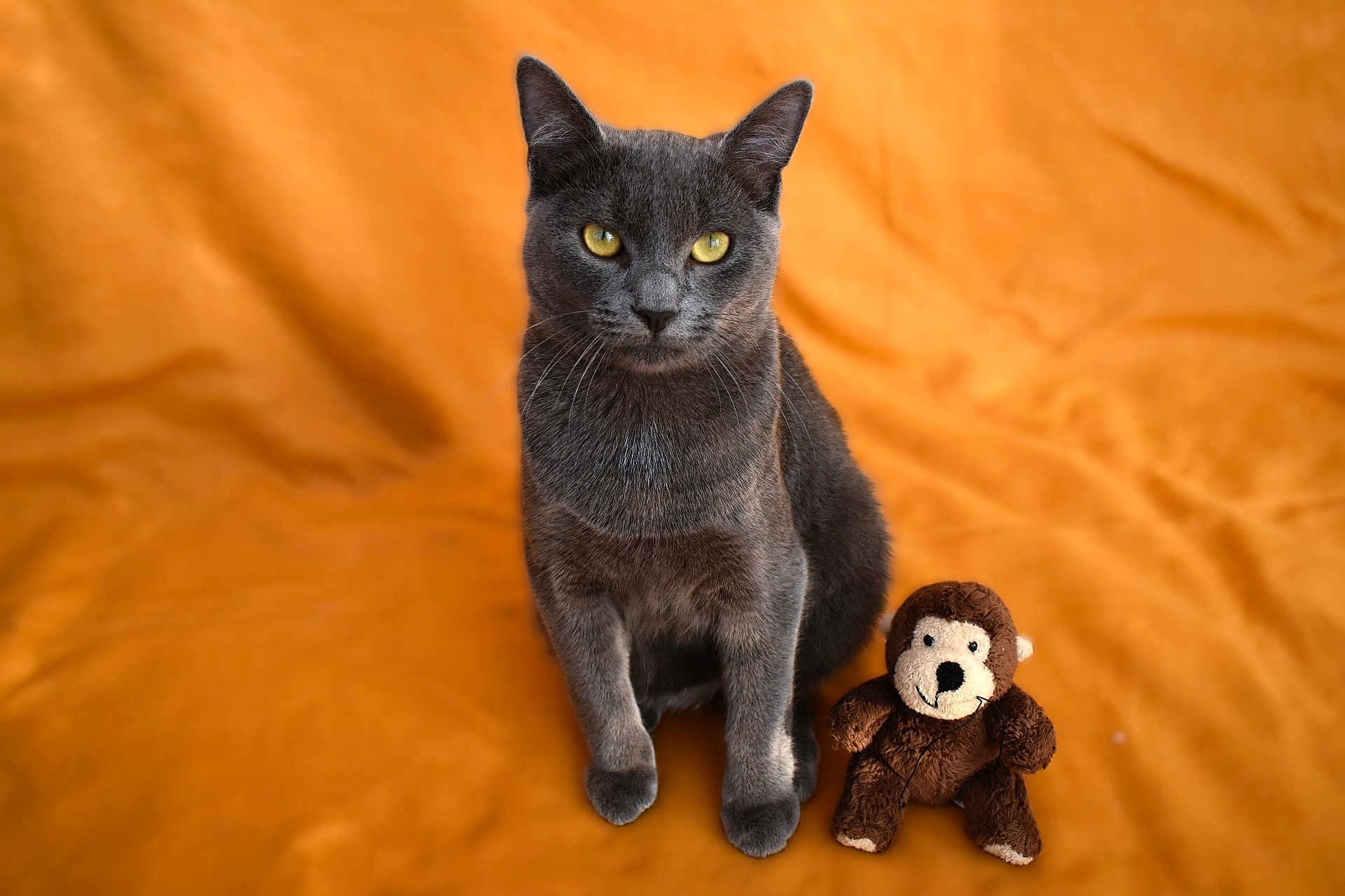 Bisounous a rejoint le concours — aidez-le/la à gagner de superbes lots ! cat, gray_cat, yellow_eyes, plush_toy, monkey_toy, orange_background, fabric, pet, animal, sitting, indoor, feline, cute, soft_toy, toy, looking_at_camera, domestic_cat, portrait, furry, whiskers