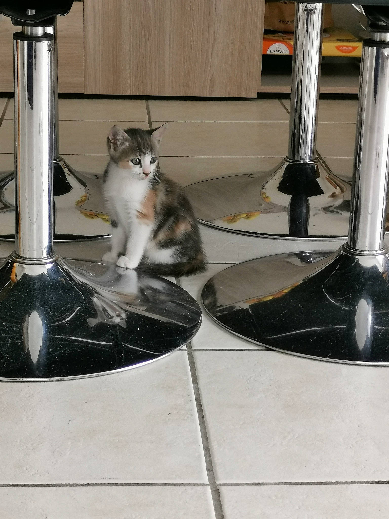 Poppie a rejoint le concours — aidez-le/la à gagner de superbes lots ! carnivore, cat, domestic_short_haired_cat, european_shorthair, felidae, floor, flooring, kitten, norwegian_forest_cat, small_to_medium_sized_cats, whiskers