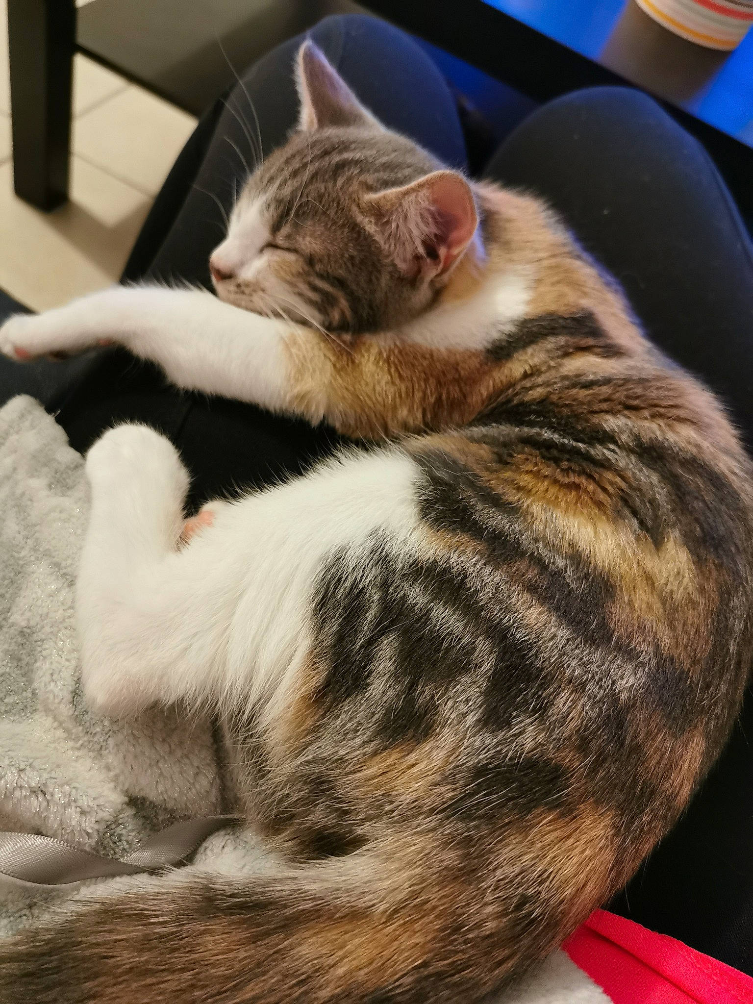 Poppie a rejoint le concours — aidez-le/la à gagner de superbes lots ! aegean_cat, american_shorthair, american_wirehair, asian, carnivore, cat, domestic_short_haired_cat, dragon_li, ear, european_shorthair, felidae, fur, kitten, mammal, nap, paw, small_to_medium_sized_cats, tabby_cat, tail, whiskers