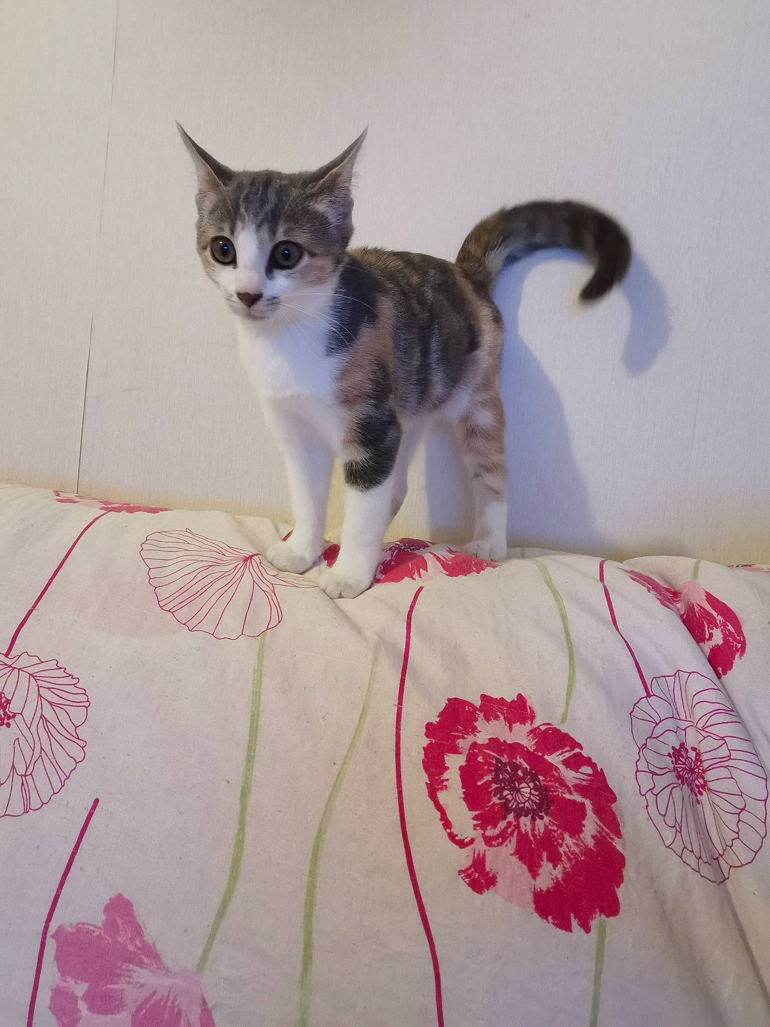 Poppie a rejoint le concours — aidez-le/la à gagner de superbes lots ! aegean_cat, american_wirehair, asian, carnivore, cat, domestic_short_haired_cat, european_shorthair, felidae, kitten, mammal, small_to_medium_sized_cats, tabby_cat, tail, whiskers