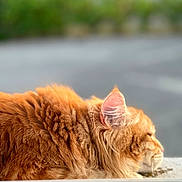 Ulysse a rejoint le concours — aidez-le/la à gagner de superbes lots ! abyssinian, angora, animal, bodypart, cat, hardwood, kitten, manx, mouth, person, pet, sleeping, tongue, wood