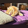 angora, animal, bed, blanket, cat, cushion, furniture, homedecor, indoors, interiordesign, kitten, manx, person, pet, purple, quilt, sleeping, woodpanels