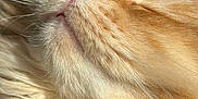 Ulysse a rejoint le concours — aidez-le/la à gagner de superbes lots ! abyssinian, angora, animal, blonde, bodypart, cat, face, hair, head, kitten, manx, mouth, person, pet, photography, portrait, siamese, sleeping, snout, tongue