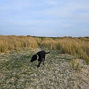 Jaï a rejoint le concours — aidez-le/la à gagner de superbes lots ! animal, beach_grass, black_dog, blue_sky, calm, collar, daytime, dog, grass, landscape, nature, outdoor, path, pet, quiet, sand, scenic, sky, sunlight, walking