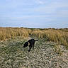 animal, beach_grass, black_dog, blue_sky, calm, collar, daytime, dog, grass, landscape, nature, outdoor, path, pet, quiet, sand, scenic, sky, sunlight, walking