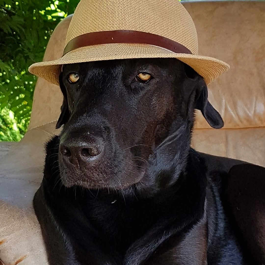Jaï participe au concours pour gagner de l'argent avec cette photo : animal, canine, clothing, couch, dog, furniture, hat, hound, labradorretriever, person, pet, pointer, puppy, racket, sitting, sombrero, sport, sunhat, tennis, tennisracket