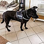 alert, animal, black_dog, blanket, canine, companion_animal, couch, dog, domestic_animal, fur, furniture, home_interior, household, indoor, living_room, pet, security_vest, shelf, standing, tile_floor