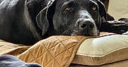 Jaï participe au concours pour gagner de l'argent avec cette photo : animal, beige, black_dog, calm, canine, closeup, comfort, couch, cozy, dog, fur, furniture, home, indoor, lounge, pet, portrait, quilted_cover, relaxed, resting