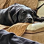 Jaï participe au concours pour gagner de l'argent avec cette photo : animal, beige, black_dog, calm, canine, closeup, comfort, couch, cozy, dog, fur, furniture, home, indoor, lounge, pet, portrait, quilted_cover, relaxed, resting